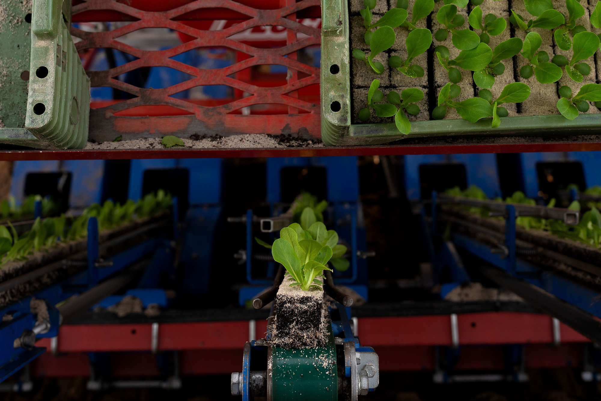 Pootmachine plant slaplanten bij Tuinderij Boender