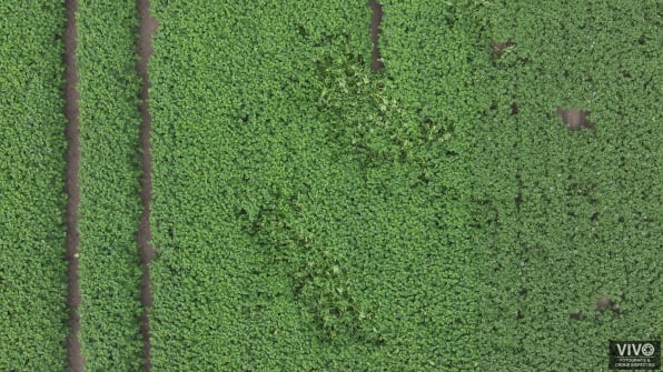 gewasschade defensie