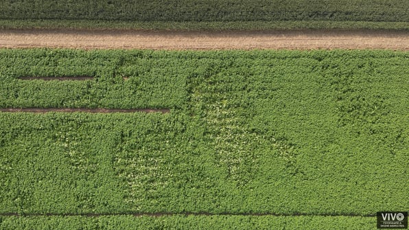 gewasschade landbouw hoeksche waard