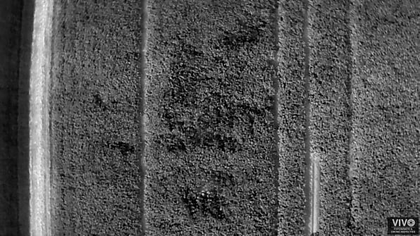 gewasschade defensie helicopters hoeksche waard