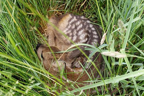 reekalveren zoeken drone