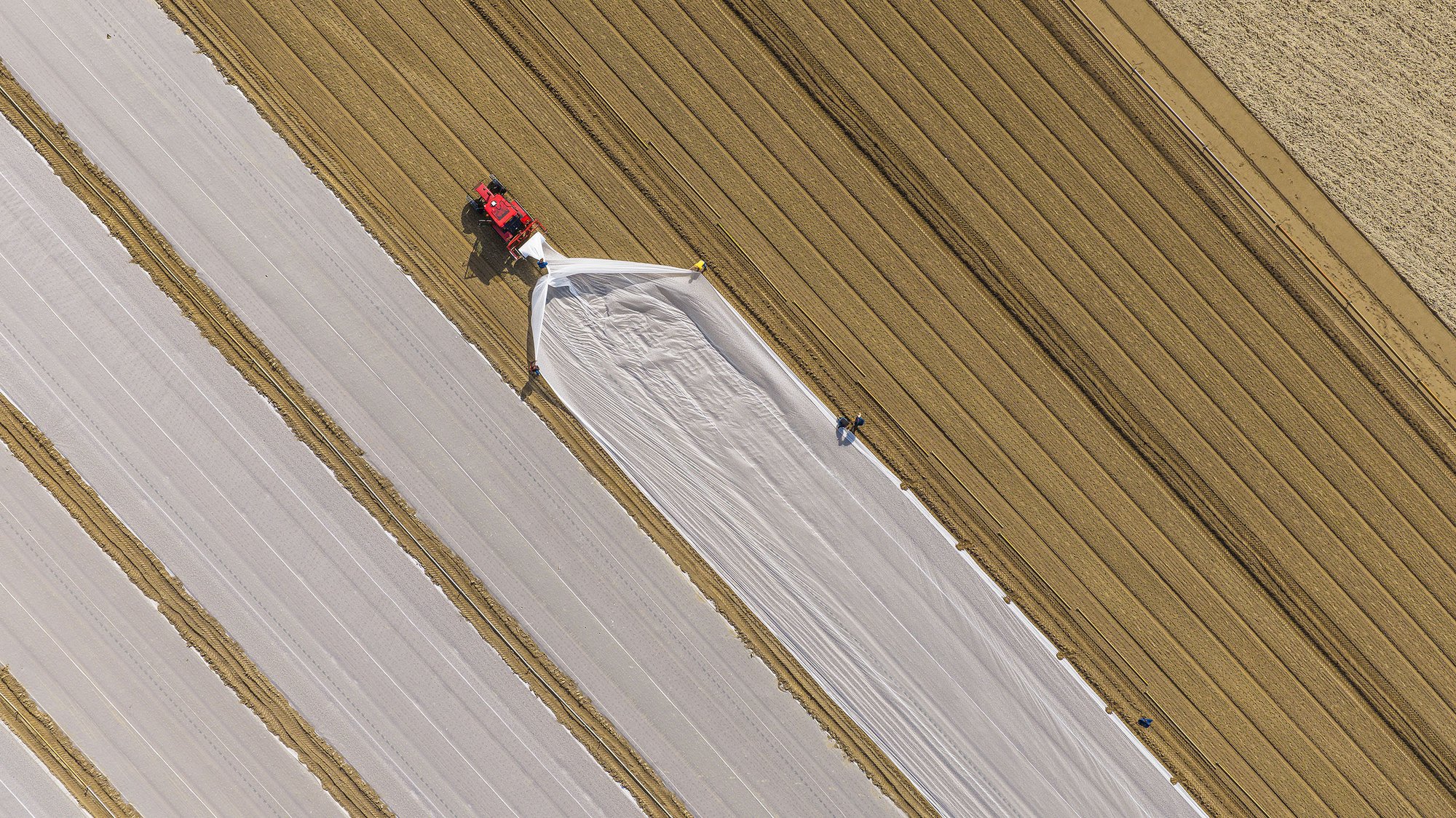 Dronefoto van het leggen van doeken over de akkers bij Tuinderij Boender