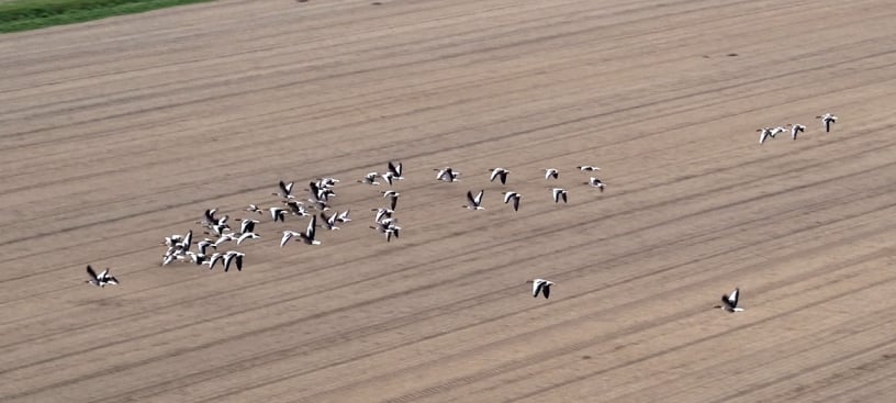 vivo-ganzen-verjagen-drones