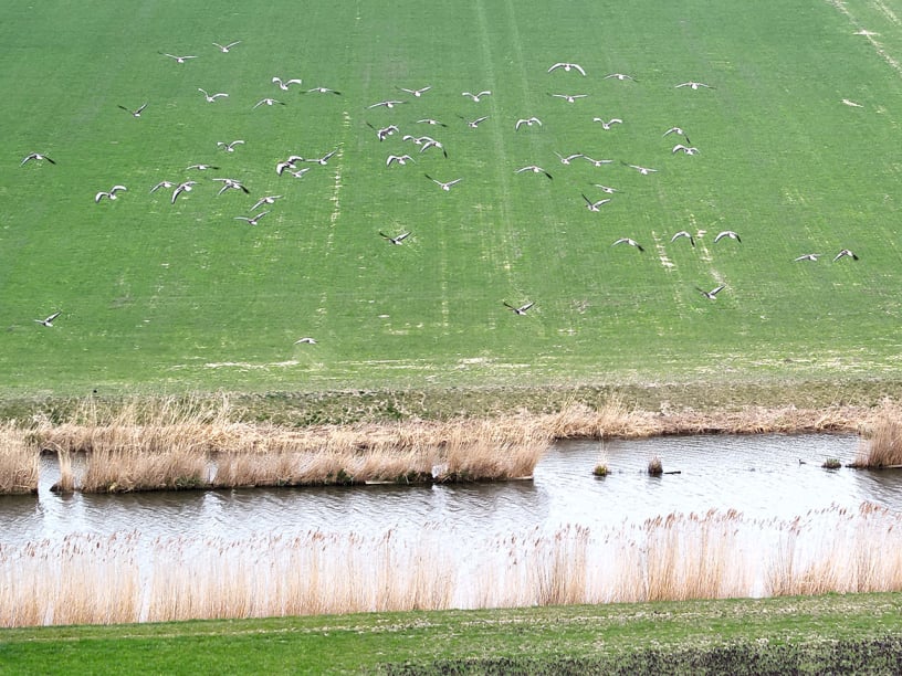 ganzen verjagen met drones