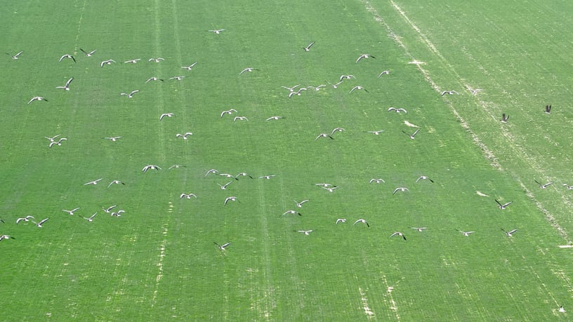 ganzen verjagen drones hoeksche waard